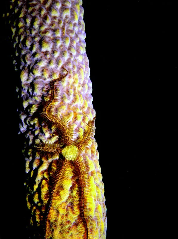 Saliendo con cautela de su escondite diurno, en el interior de una esponja en las Islas de San Bernardo del Viento, una estrella serpiente se descuelga
luego por las paredes de su huésped en busca de
sedimentos adheridos a la superficie iridiscente. Aldo Brando