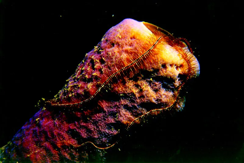 Saliendo con cautela de su escondite diurno, en el interior de una esponja en las Islas de San Bernardo del Viento, una estrella serpiente se descuelga
luego por las paredes de su huésped en busca de
sedimentos adheridos a la superficie iridiscente. Aldo Brando