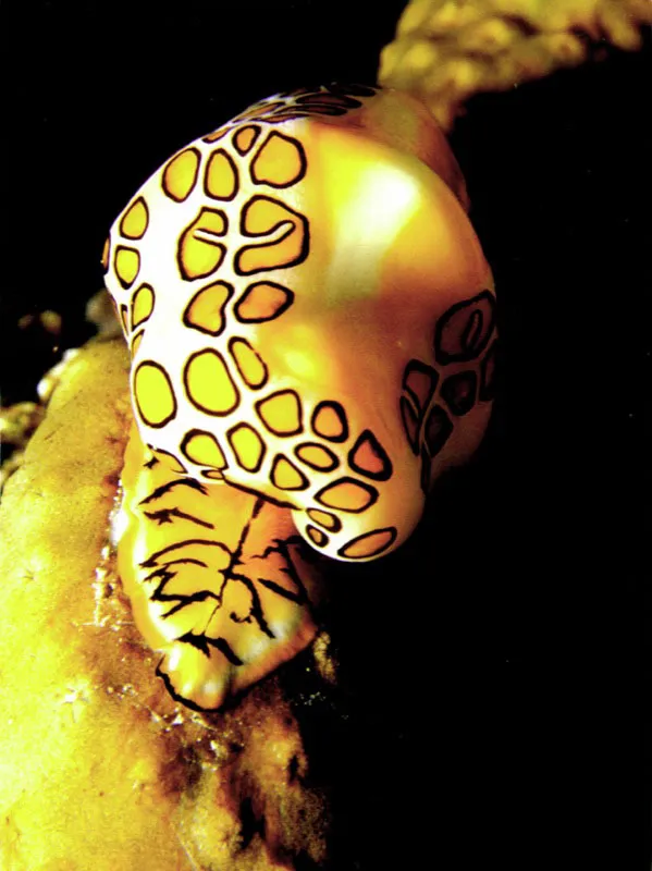 Con el manto del rey de la selva de coral, extendido sobre
su pálida concha, un caracol leopardo deja entrever el diseño
enmascarado de su pie, mientras ataca a los pólipos
de un coral blando. Zapzurro, costa Atlántica. Aldo Brando