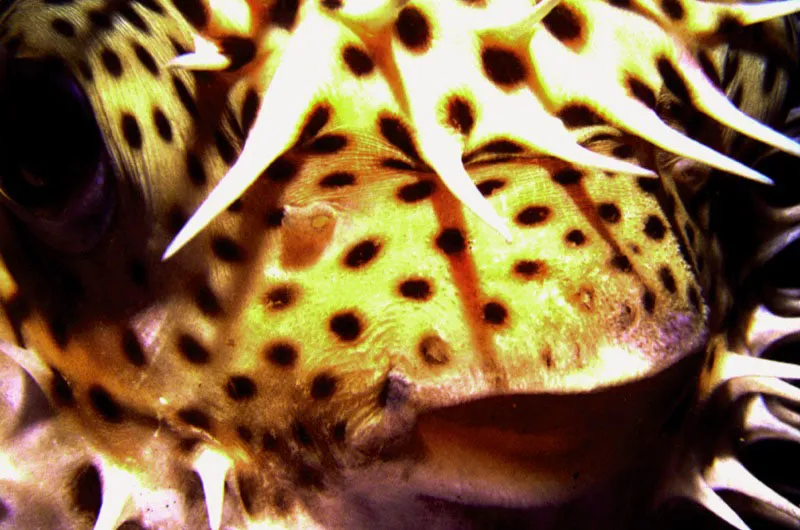 Con una armadura
infranqueable, el pez erizo se infla para
desplegar su defensa de espinas, que deja apenas al descubierto
el contorno de su boca y de sus ojos. Bahía de Humboldt, costa Pacífica. Aldo Brando
