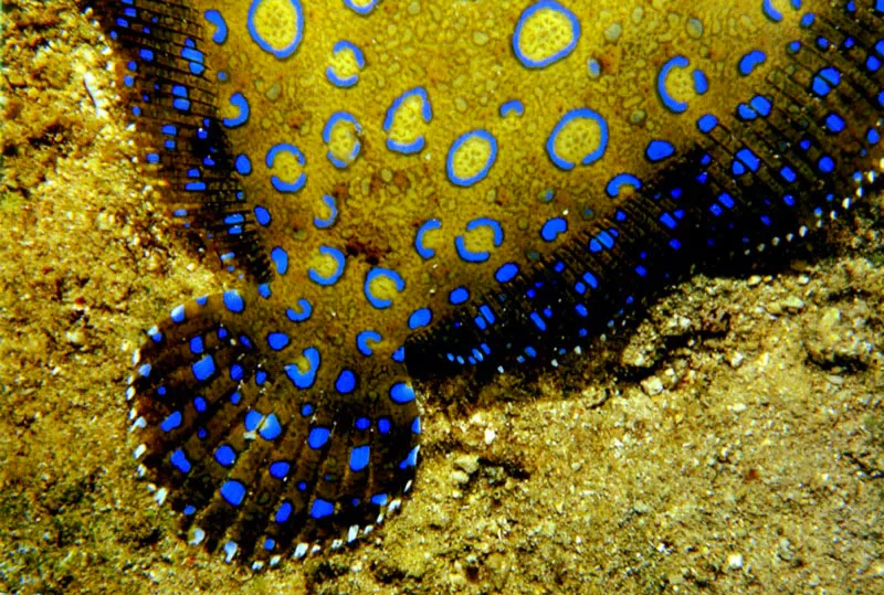 Camuflado con un color equivocado, el pez lenguado trata de pasar desapercibido, mientras su cola inmvil lo delata en la arena. 
Isla Tierra Bomba, costa Atlntica.  Aldo Brando