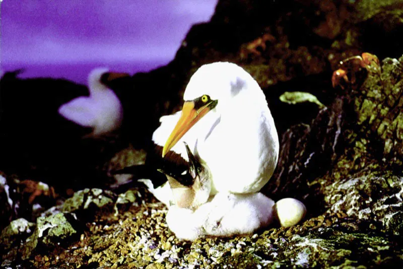 Con enrgicos llamados, el precursor de un nido de piqueros en Malpelo 
logra distraer la atencin paterna sobre el huevo restante, 
que ser abandonado ante la demanda de 
atencin del primer polluelo. 
 Aldo Brando