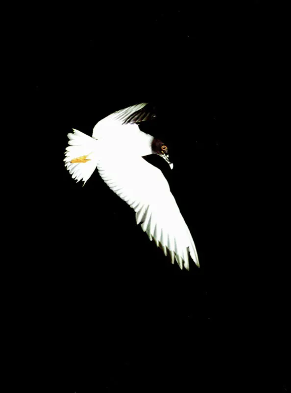 La penetrante mirada de una gaviota nocturna parece ahondar
en el océano Pacífico, mientras navega en busca de calamares
y otras presas pequeñas que, amparadas por la
oscuridad, se asomen a la superficie. Aldo Brando