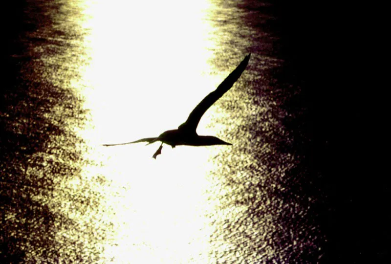 El final del día señala el regreso
a tierra para un piquero de patas rojas, que extiende
sus membranas natatorias antes de aterrizar en los islotes de Malpelo. Aldo Brando