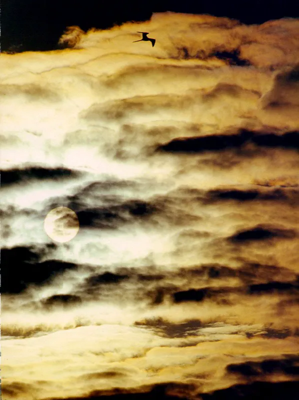 Sobre el sol de la mañana que se abre paso entre el mar de
nubes, una fragata se eleva en la inmensidad del Pacífico,
frente a la costa de Nariño.
Aldo Brando
