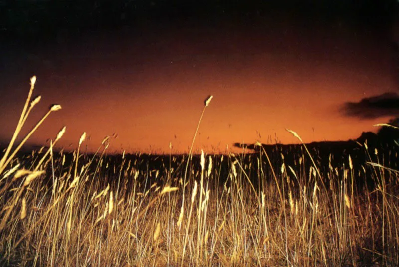 Pajonales espontáneos se mecen
con los fríos vientos del páramo de Güita, en Suesca,
mientras el calor del verano se desvanece con la tarde en el cielo incendiado. Aldo Brando