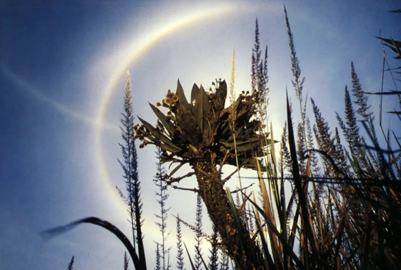 Un aura alrededor del sol, oculto tras el frailejn, ilustra la alta radiacin a la que est expuesta la vegetacin de pramos como el 
de Chingaza, en Cundinamarca, adaptada a los 
drsticos cambios climticos. 
 Aldo Brando