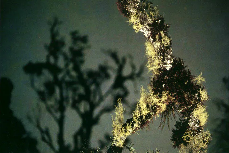  Plantas epfitas recubren la superficie 
del tronco sobre el espejo de una laguna temporal, que 
refleja los rboles de la otra orilla en el pramo de Sumapaz, Cundinamarca. Aldo Brando