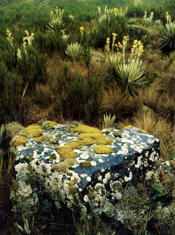 Musgos y 
lquenes se recogen en la roca como 
huspedes que viven de los elementos, por encima 
del suelo donde frailejones, chusques y pajonales terminan 
por hacer del pramo una infusin que fluye desde las montaas de 
Chingaza, arriba de los 3.000 metros, y por encima de la capital colombiana.  Aldo Brando