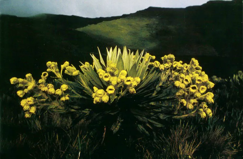 El Dorado vegetal brota con la inflorescencia más generosa del
páramo, en este frailejón de la laguna sagrada de
Siecha, Cundinamarca.
Aldo Brando