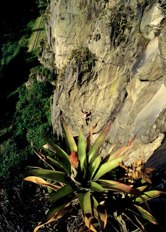Abrigo rocoso desde las épocas
del páleo-indio, las rocas de Suesca en Cundinamarca
son un jardín colgante en el entorno vertical, donde la vegetacíon
de epífitas, como esta bromelia en flor, acompaña al escalador de hoy
por alturas prohibidas antes de la fusión de los metales con la edad de piedra. Aldo Brando