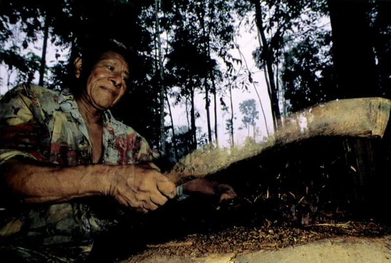 En la penumbra del bosque Amazónico, un ayudante de chamán golpea ceremonialmente los trozos de Yagé para desmenuzarlos, facilitando
así su larga cocción, dos días antes de la toma
del remedio tradicional.
Aldo Brando