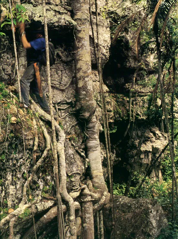 Explorador del potencial del trópico
que incentive la conservación del bosque, Alejandro Del Llano
se aferra al tronco de un árbol, mientras las raíces enmarañadas hacen lo
propio por mantenerse afianzadas a la roca inmemorial en las selvas del Guaviare. Aldo Brando