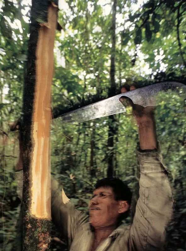 Heredero de la sabiduría tradicional de su padre, el aprendiz de chamán José Becerra raspa la corteza de una planta medicinal, para
el tratamiento de un paciente en la Amazonia.
Aldo Brando