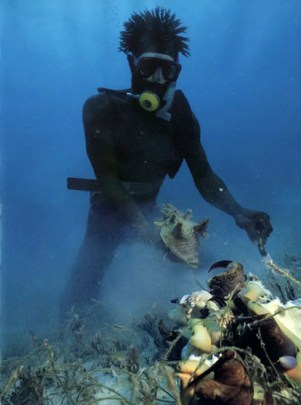  Sin lmite 
en la respiracin, y por ende 
en la recoleccin del caracol rosado 
en la isla de Providencia, un pescador rasta
extrae los cuerpos de las conchas con su garfio pirata. 
Al igual que la pesca de arpn con tanques de buceo, esta prctica 
no da oportunidad para que las especies se recuperen del abuso en su cosecha. 
 Aldo Brando