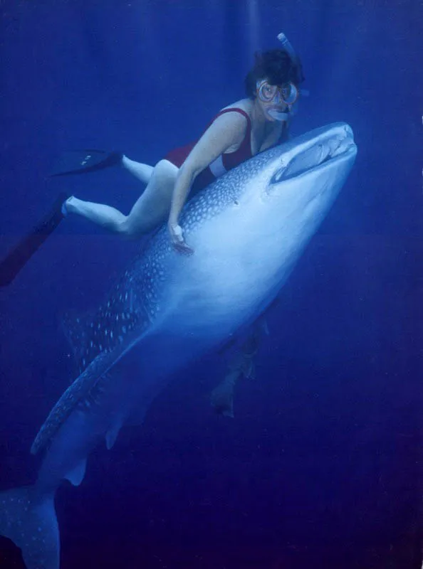 Abrazada al pez más grande del mundo, Karen Rodríguez sorprende a un joven tiburón ballena en la superficie del océano
Pacífico. Aunque se trata de una manifestación de afecto
por parte de la instructora de buceo, hoy en día los
encuentros cercanos como éste se limitan a la
observación, para no crear una innecesaria
tensión entre los habitantes del mar.
Aldo Brando