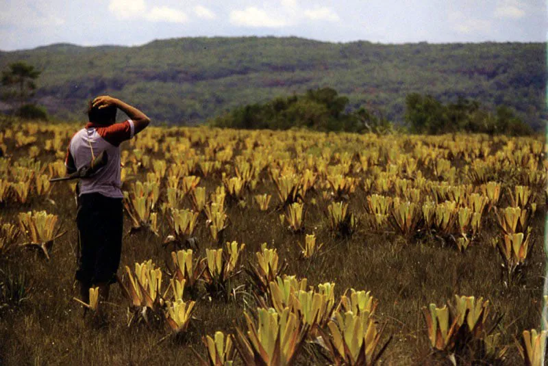 Un indígena Andoque
del Amazonas cruza por un territorio
desconocido de sabanas con bromelias que
parecen frailejones, y que son en realidad plantas
emparentadas con la piña. En su deambular por varias semanas,
su experiencia nómada no estaba desamparada, vigilaba siempre la
escopeta, compañera en el día y en la noche, eventual sustento, última defensa... Aldo Brando