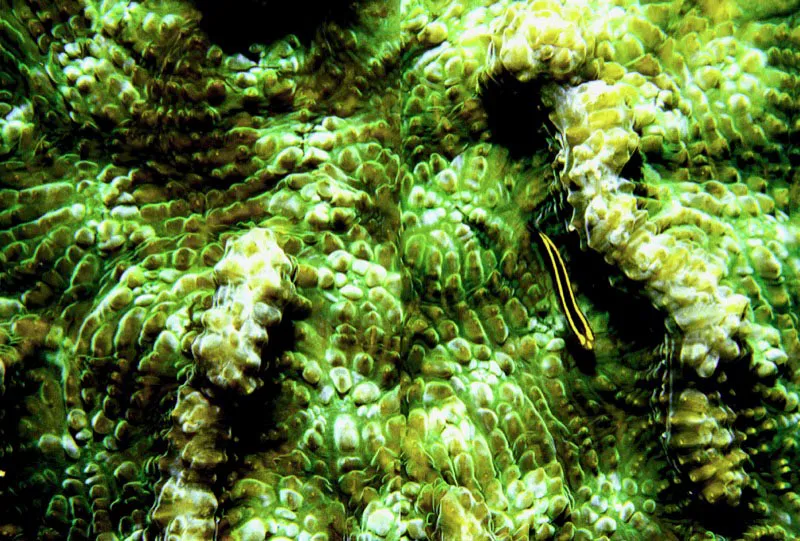Sobre la textura aterciopelada que le imprimen las algas asociadas al coral en San Andrés, un pez gobi sobresale anunciando su
“estación de limpieza” ante otros peces. Estos, al permanecer
suspendidos encima del coral, indican su disposición
para que el limpiador se eleve, como si
levitara, a emprender su labor. Aldo Brando