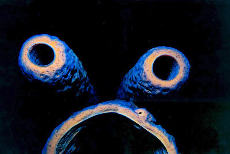 Un gesto de asombro, o de apetito descomunal,
parece dibujarse en una esponja tubular, que vista desde
arriba en las islas del Rosario, se convierte en un personaje de ciencia ficción. Aldo Brando