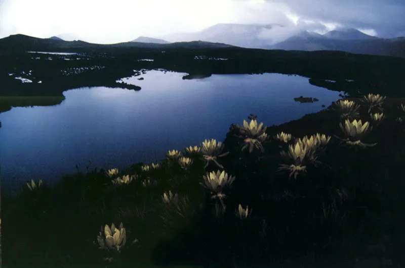 Hojas 
como abrigos de terciopelo dorado 
protegen a los frailejones del fro intenso, mientras 
en la penumbra de la laguna verde su corona parece 
irradiar la luz solar acumulada en el pramo de Guargua, Cundinamarca.  Aldo Brando