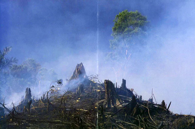 Columnas
de humo convierten en espectros
a los últimos sobrevivientes de una selva
costera al norte del Chocó, cuando un fuego
intencional es desatado sobre el trópico más rico del
mundo en especies vegetales. Sin siquiera ser aprovechados,
los árboles son condenados a la hoguera civilizadora, amparada
en el despropósito de la creación de “mejoras” para la posesión de la tierra. Aldo Brando