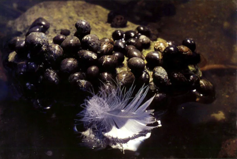 Una pluma de garza 
cae sobre las aguas de las islas del Rosario, junto a una 
colonia de caracoles, que ejerce su oficio de recicladores en el manglar.
 Aldo Brando