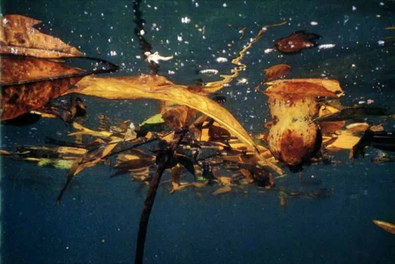 Flotando a la deriva, los manglares inician su existencia entre un mar de posibilidades. Las plántulas en que se han convertido sus semillas
–vistas entre las hojas en forma de cigarro y de baya– son
arrastradas por las mareas, esperando colonizar
zonas óptimas como las del cabo Manglar,
al sur de la costa Pacífica.
Aldo Brando