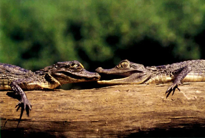 Juegos de infancia muestran la eficacia prensil,
que señala ya los dolorosos efectos del mordisco más letal del
estuario en poder de las babillas, aunque todavía carezcan del afilado
armamento dental de los adultos. Ciénaga Grande de Santa Marta, costa Atlán Aldo Brando