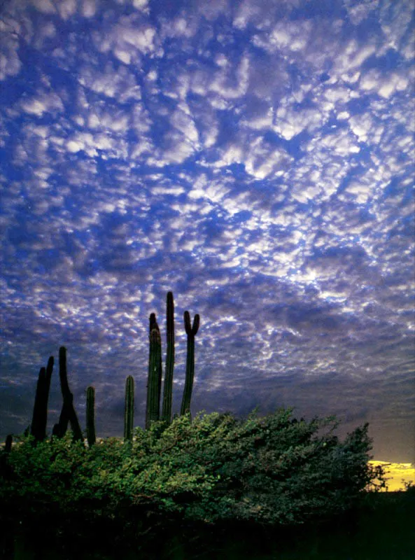 Arbustos y cactus esperan con ansiedad las lluvias eventuales que se liberen en los escasos conglomerados de nubes sobre 
el desierto de La Guajira. 
 Aldo Brando