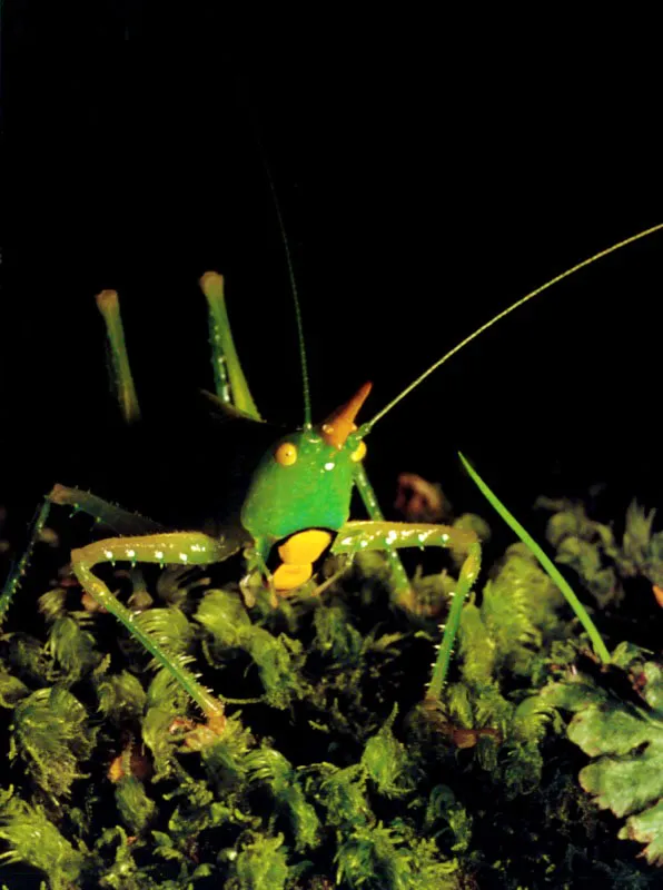 Unicornio en miniatura y solitario, un saltamontes ramonea
sobre la alfombra de musgos, en los bosques
del Guainía en la Amazonia. Aldo Brando