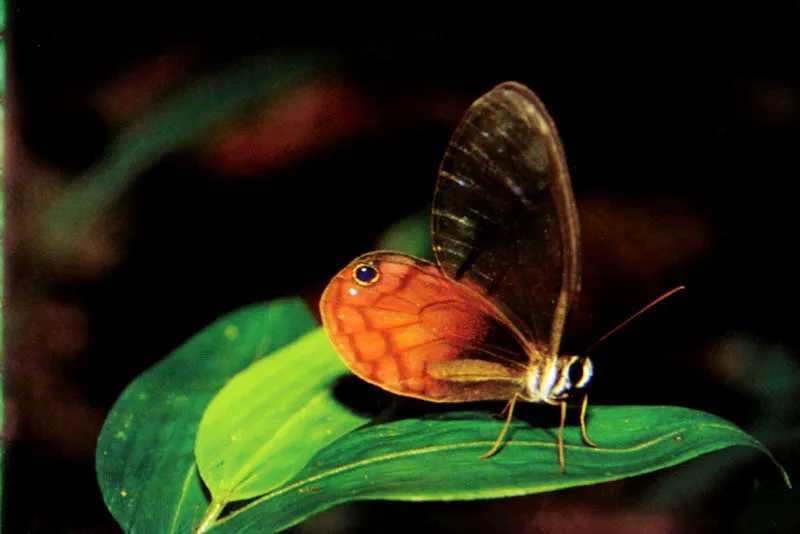 Para confundir a algún
depredador en potencia, una mariposa del sotobosque
del Vaupés exhibe su transparencia alada, con el ojo falso que
confronta la mortal mirada de aquel que pretenda atacarla por la espalda.
Aldo Brando