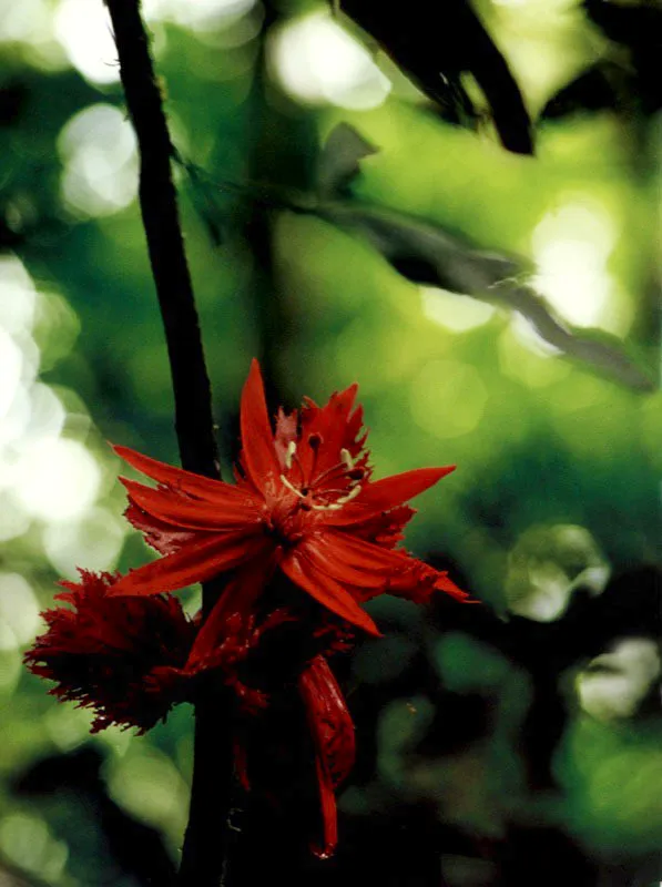 Suspendidas entre la vegetacin de sus respectivos entornos, una Pasiflora del Vaups en la Amazonia, expone todo su atractivo para 
ofrecer el nctar a insectos y aves, y de paso 
recibir los favores de la polinizacin.  Aldo Brando