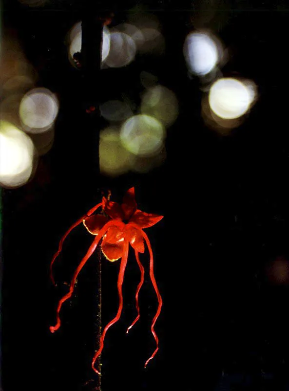 Suspendidas entre la vegetacin de sus respectivos entornos,  una Herrania del 
Meta en los Llanos, expone todo su atractivo para 
ofrecer el nctar a insectos y aves, y de paso 
recibir los favores de la polinizacin.  Aldo Brando