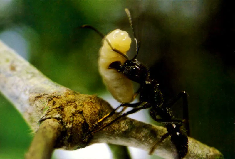 Ante la alarma extendida
en la colonia, una hormiga conga sale con una larva
de su nido, localizado entre las raíces de un árbol, en las selvas del Vaupés.
Aldo Brando