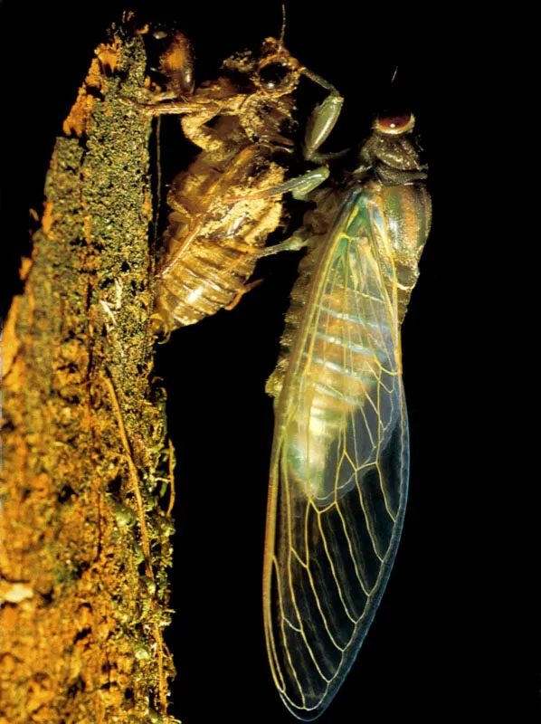 Posada sobre su antiguo esqueleto, una chicharra despliega las alas mientras se adapta a la nueva forma de vida al salir de la 
crislida, en los bosques del Amazonas.  Aldo Brando