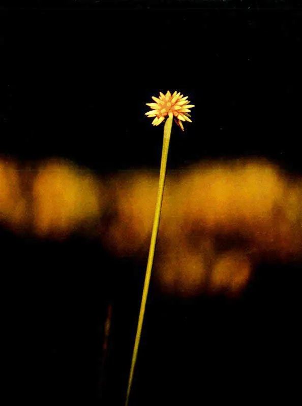 Reflejos del atardecer iluminan el suelo 
sobre el que se levanta la Estrellita del sur, una flor adaptada 
a las sabanas de la Amazonia, como las del Inrida, donde es la flor emblemtica. 
 Aldo Brando