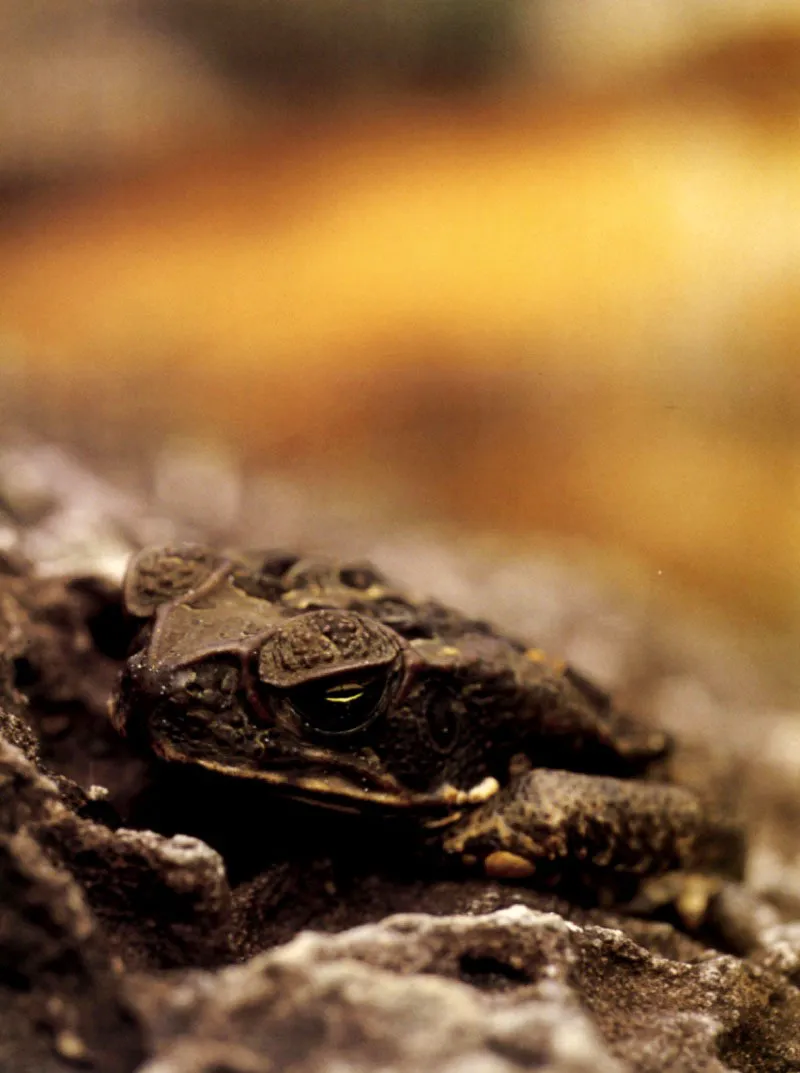 Agazapado entre 
las rocas de la escarpa de Araracuara, 
en el Caquet, un sapo recurre al camuflaje para 
alimentarse de cucarrones, mariposas y otros insectos, mientras 
su defensa es reforzada por toxinas que expele en caso de ser perturbado. 
 Aldo Brando