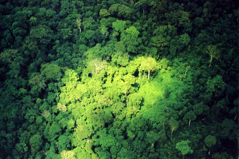 Iluminada por un parche de sol que se disputan los árboles más altos de la selva, al norte de Antioquia, la densa vegetación forma toda una llanura,
cuya actividad biológica tiene su clímax en las copas que
escapan al mundo de las sombras.
Aldo Brando