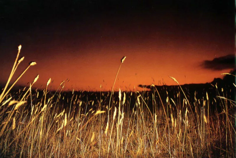 Pajonales espontáneos se mecen
con los fríos vientos del páramo de Güita, en Suesca,
mientras el calor del verano se desvanece con la tarde en el cielo incendiado. Aldo Brando