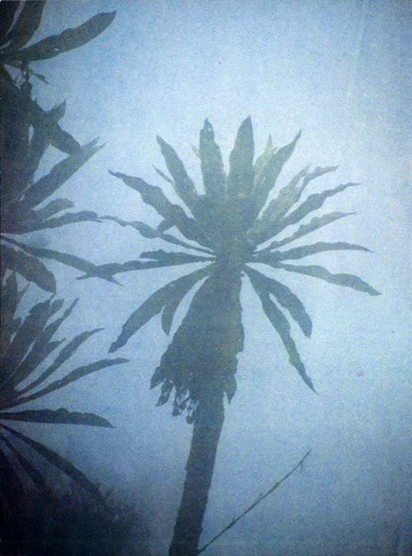 Velos de
niebla aparecen de repente, dejando
entrever el penacho de hojas de un frailejón entre la
mística atmósfera andina del páramo de Chingaza, Cundinamarca. Aldo Brando