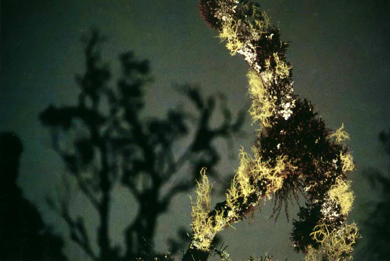 Plantas epfitas recubren la superficie 
del tronco sobre el espejo de una laguna temporal, que 
refleja los rboles de la otra orilla en el pramo de Sumapaz, Cundinamarca. Aldo Brando