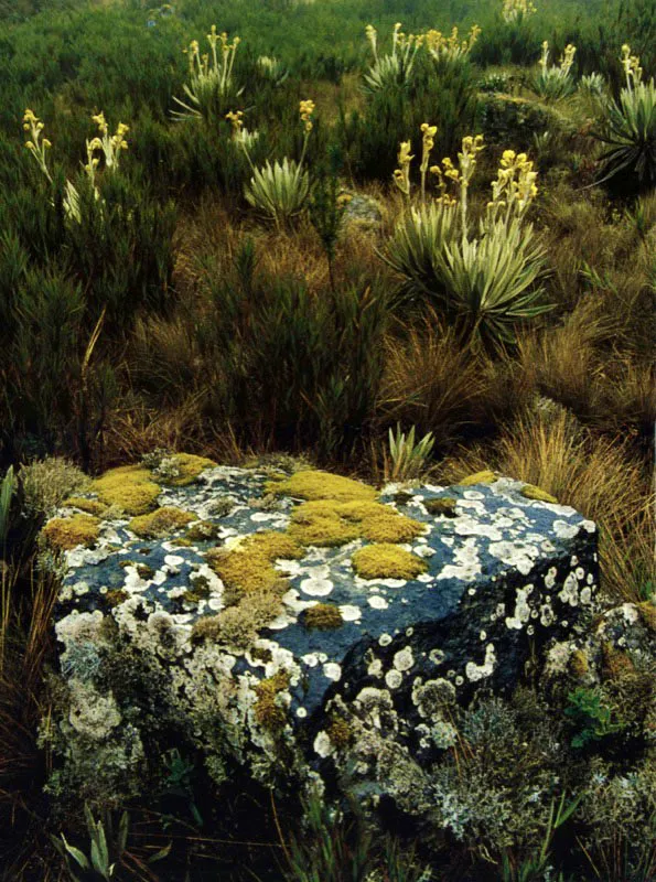 Musgos y
líquenes se recogen en la roca como
huéspedes que viven de los elementos, por encima
del suelo donde frailejones, chusques y pajonales terminan
por hacer del páramo una infusión que fluye desde las montañas de
Chingaza, arriba de los 3.000 metros, y por encima de la capital colombiana. Aldo Brando