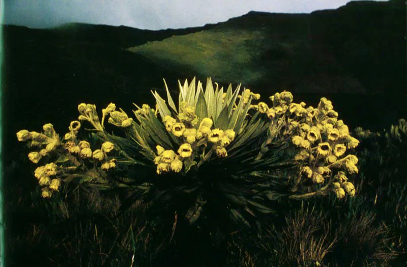 El Dorado vegetal brota con la inflorescencia más generosa del
páramo, en este frailejón de la laguna sagrada de
Siecha, Cundinamarca.
Aldo Brando
