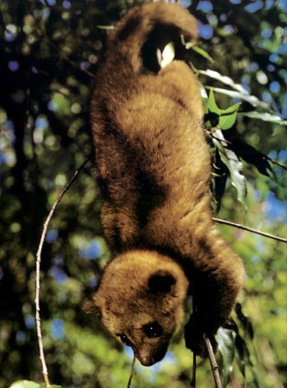 Conocido 
tambin como leoncillo, un perro de monte se 
aferra con su cola prensil a las ramas de un rbol en las montaas de Nario.
 Aldo Brando