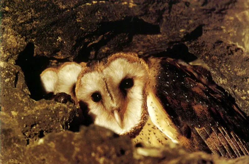 Un rostro con forma de antena parabólica, especializado en captar sonidos, se dibuja en dos jóvenes lechuzas que anidan entre una cueva en la
Sierra Nevada de Santa Marta. Aldo Brando