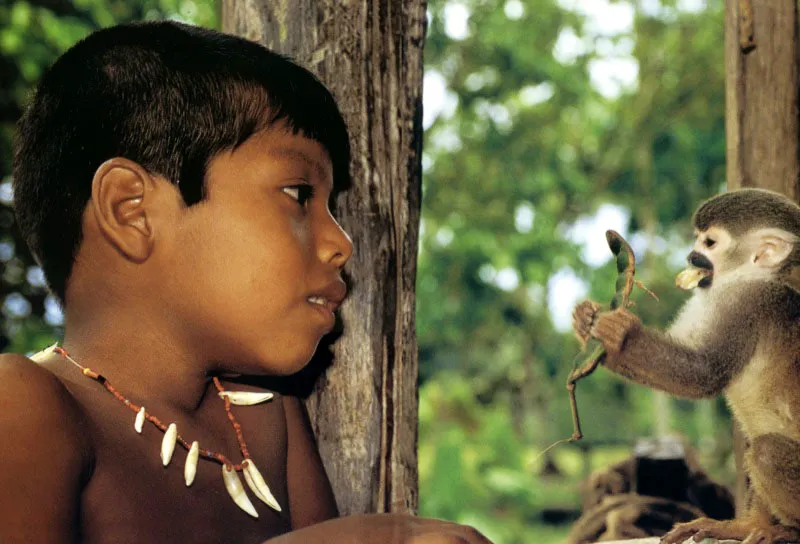 Bautizado con el
apellido del libertador colombiano, el niño Bolívar
contempla la habilidad con que un mono tití, mascota entre una
comunidad de Inganos del Caquetá, extrae los frutos de un pequeño guamo. Aldo Brando
