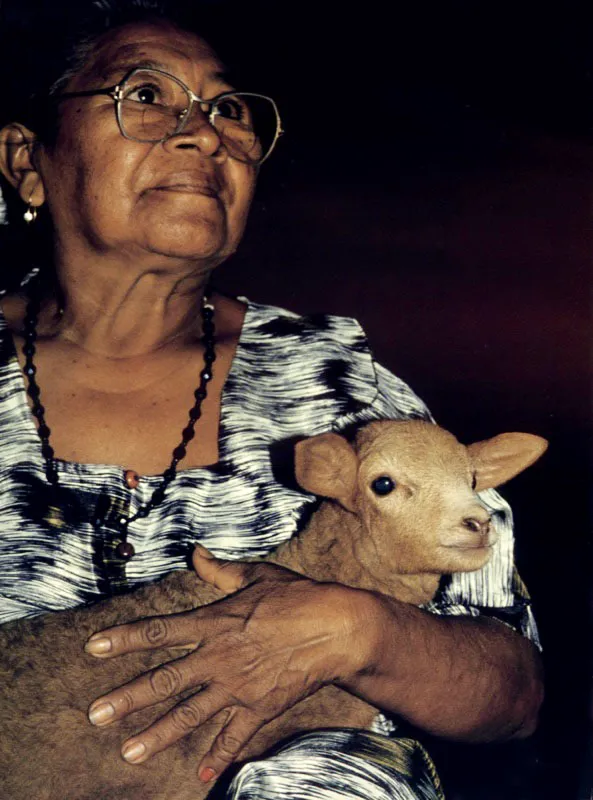 Una indgena 
Wayu del desierto guajiro sostiene a un cordero, 
mientras observa la manada agruparse al atardecer alrededor de su ranchera.  Aldo Brando