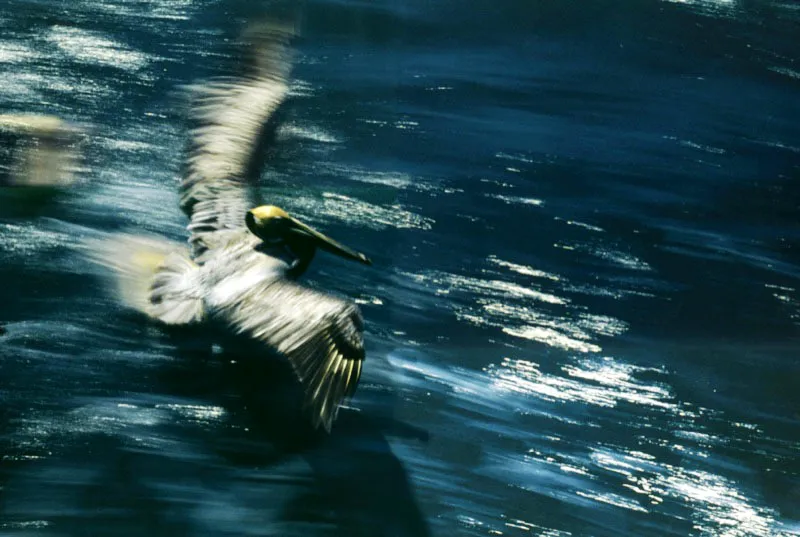  En medio de 
las triatlnicas jornadas de pesca, que incluyen 
persecucin de cardmenes, clavados submarinos y mucha 
puntera, un pelcano acuatiza para reposar sobre las aguas de la costa chocoana.  Aldo Brando