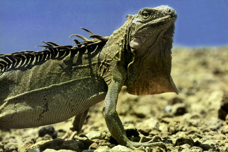 Con el sol
canicular sobre su espalda encrestada, una iguana
terrestre despliega su papada para tratar de intimidar a cualquier
merodeador del desierto guajiro que pueda tornarse en eventual depredador.
Aldo Brando