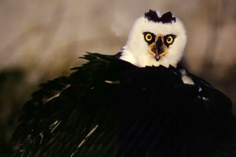 Abrigando a su presa, un águila blanqui-negra explaya su capa de plumas mientras se alimenta durante su rehabilitación. A pesar de
encontrarse en todo el neotrópico, es una de las rapaces
más difíciles de observar en estado silvestre. Aldo Brando